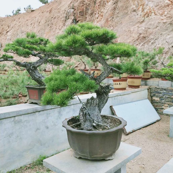 黑松盆景